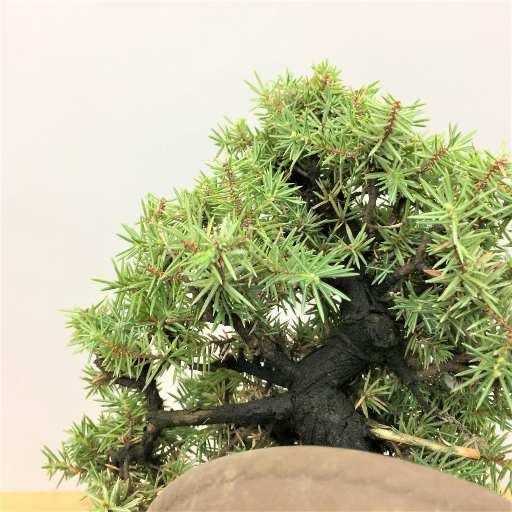 盆栽 八ツ房杜松/盆栽、多肉植物、塊根植物、観葉植物通販/KIDORI -キドリ-