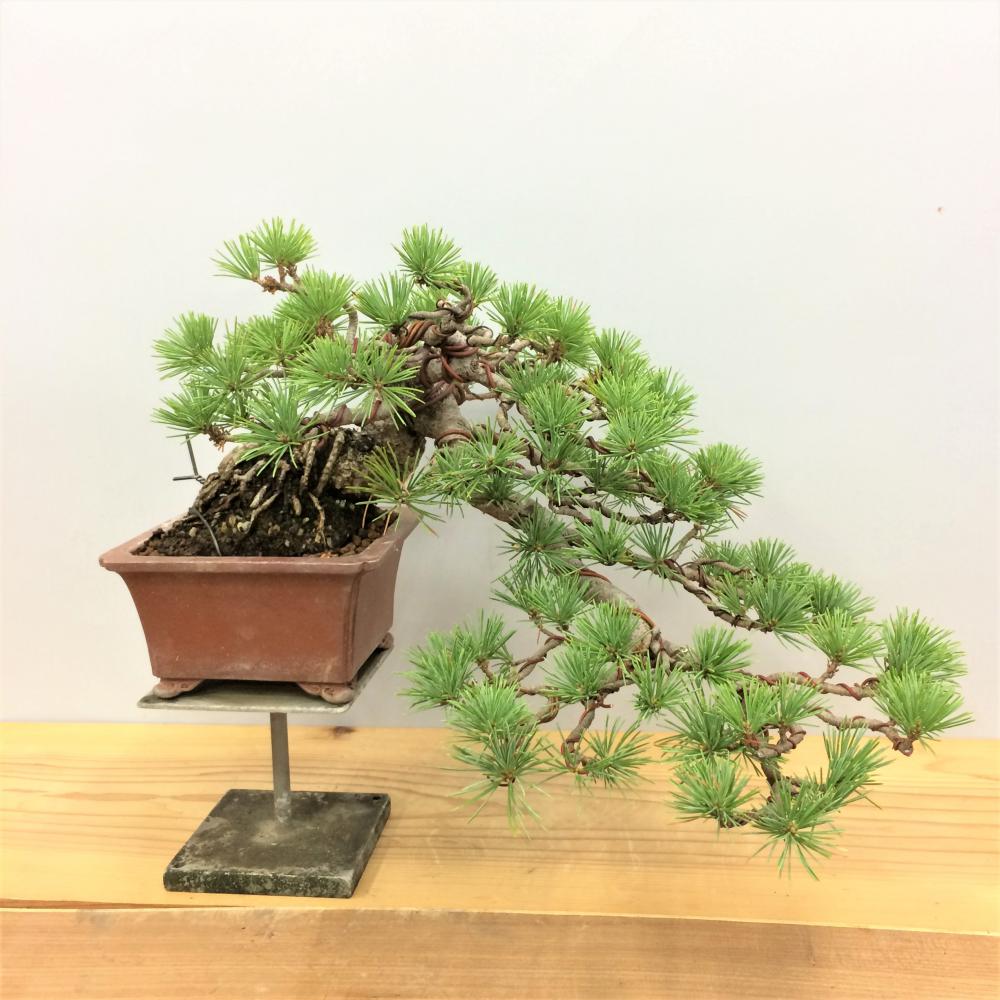 盆栽 五葉松 懸崖/盆栽、多肉植物、塊根植物、観葉植物通販/KIDORI