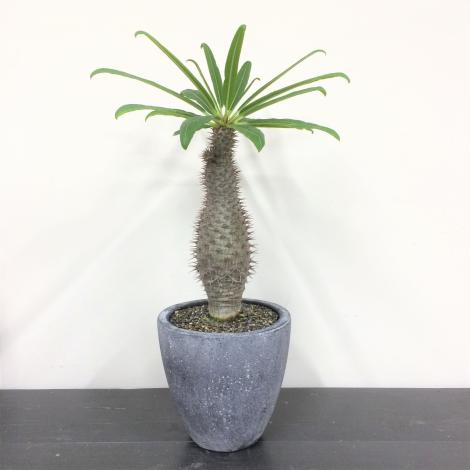 アローディア・プロセラ・綴化/盆栽、多肉植物、塊根植物、観葉植物