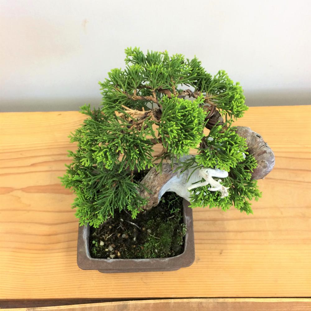 真柏・シンパク no.4/盆栽、多肉植物、塊根植物、観葉植物通販/KIDORI