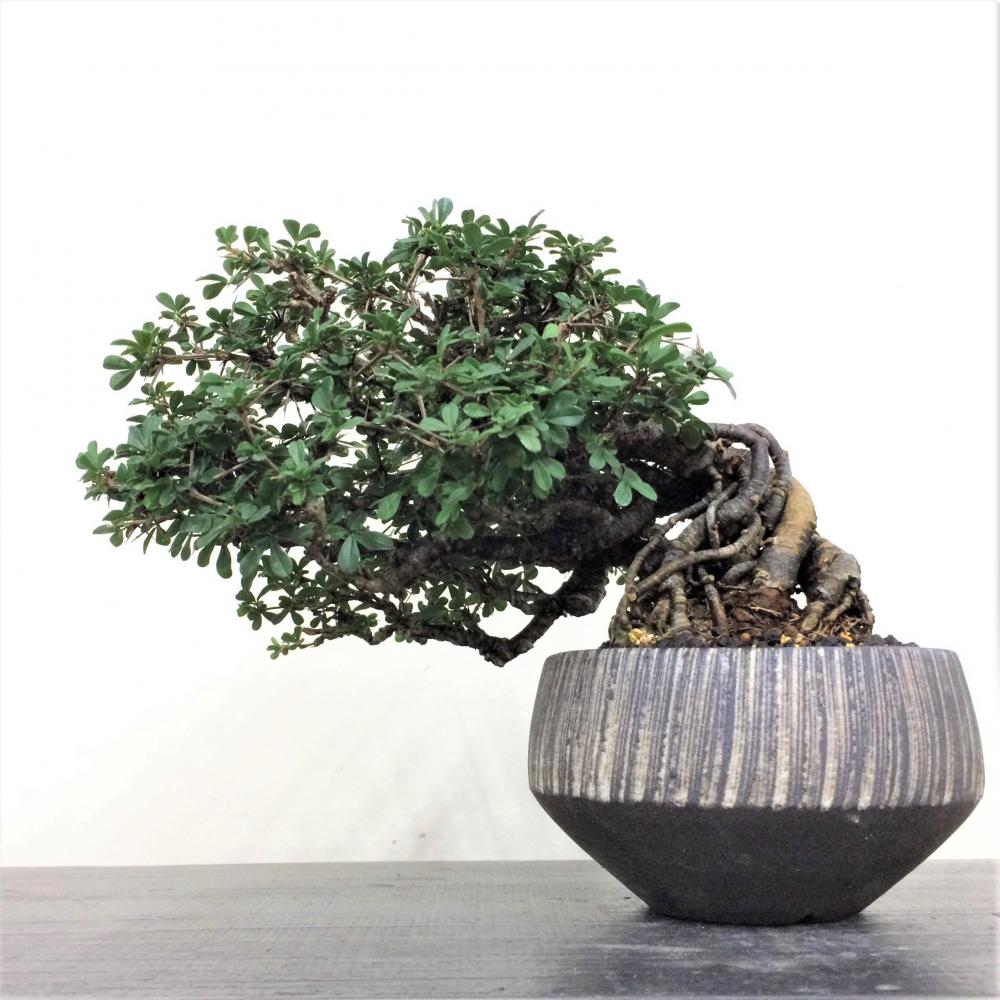 盆栽 群雀 -ムレスズメ-/盆栽、多肉植物、塊根植物、観葉植物通販