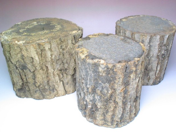 砂埋め霊芝材(産卵木)の販売