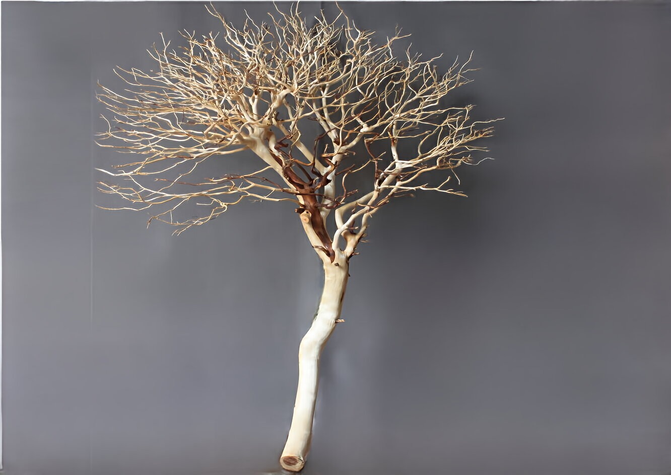 白樺の木・枝、ディスプレイ用木の販売・通販|木のアートARBO（アルボ）
