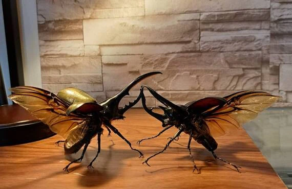 立体の迫力 | 昆虫の標本なら苔丸インテリア