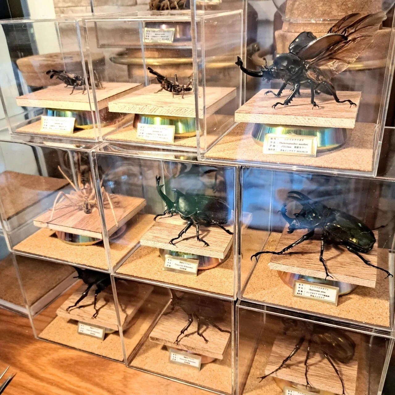 標本展示ケース販売； オシャレに昆虫標本を飾ろう；苔丸インテリア