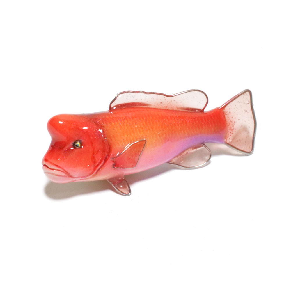 サンガッツ本舗】豊年魚（レッドシャドー） サンガッツ本舗】豊年魚