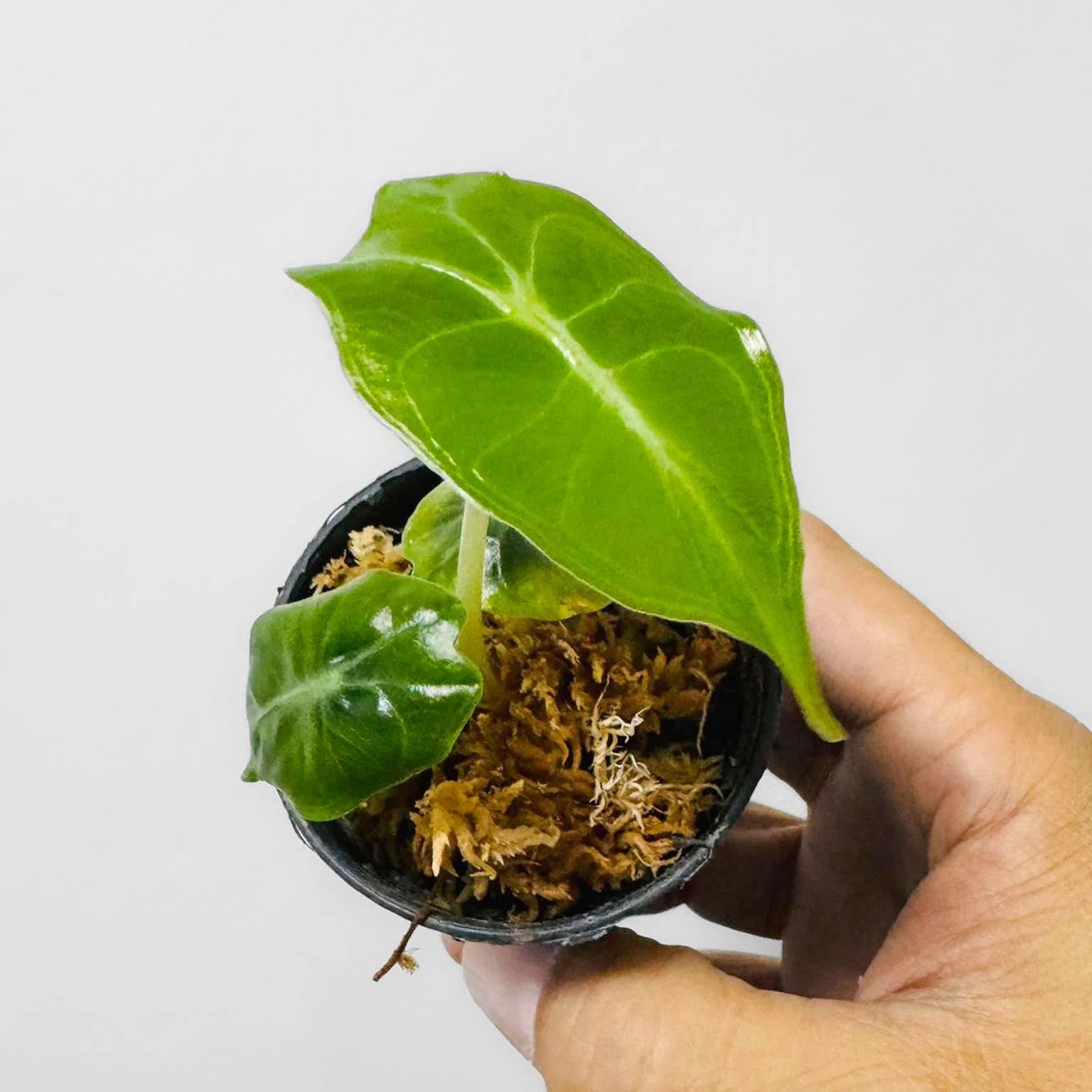 アロカシア ヴェノム Alocasia 'Venom' 管理番号s221 アロカシア