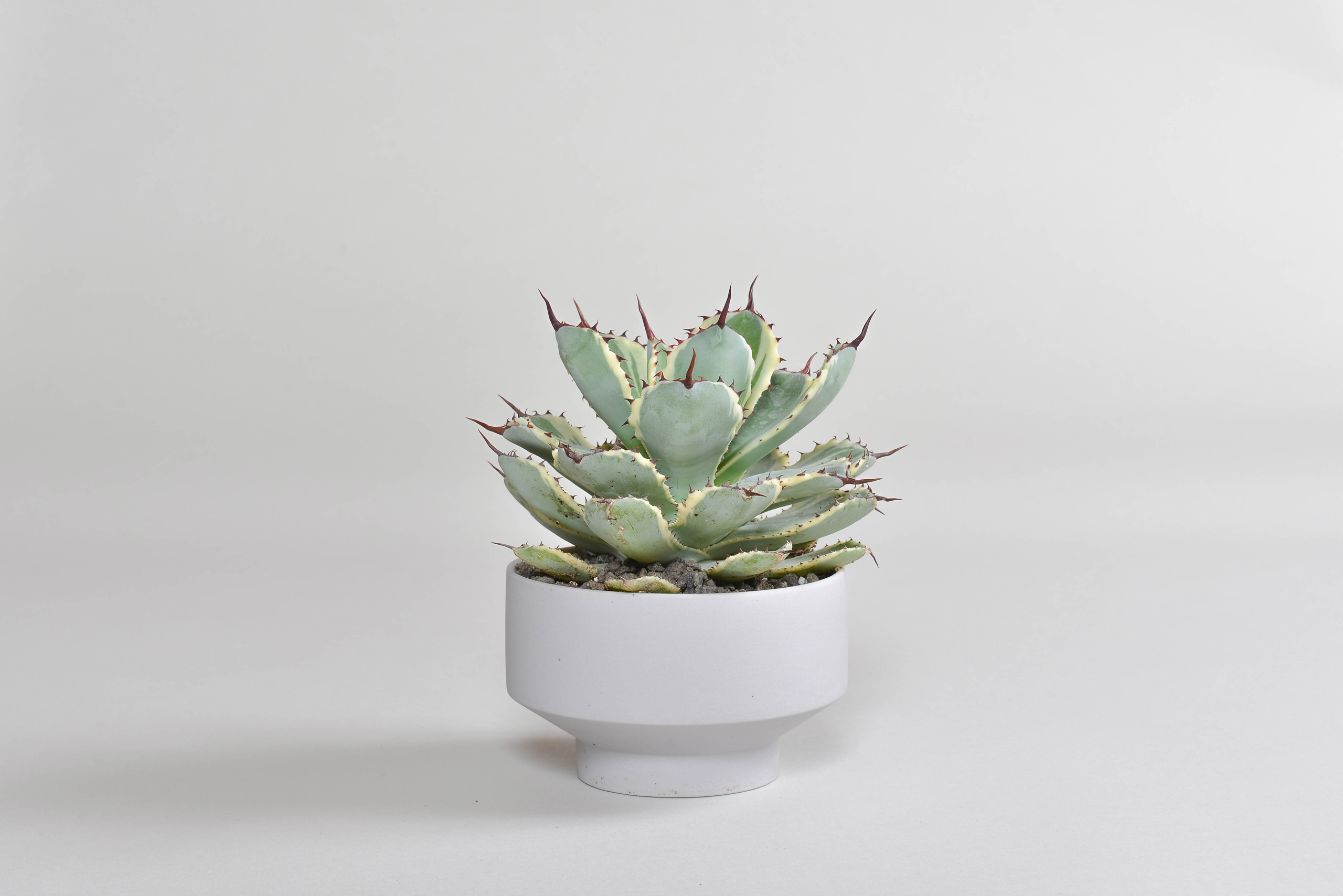 アガベ ポタトラム｜吉祥冠錦 – 草物語｜公式ウェブサイト