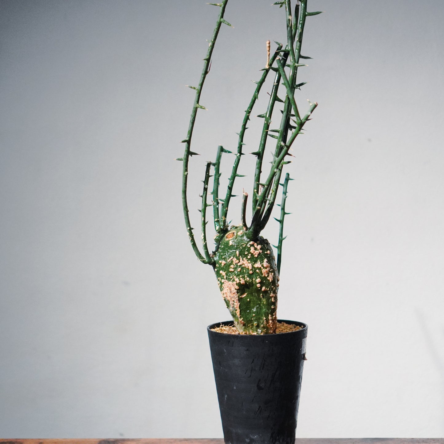 1点物】アデニア・グロボーサ 鉢高72cm | Adenia globosa | AG02