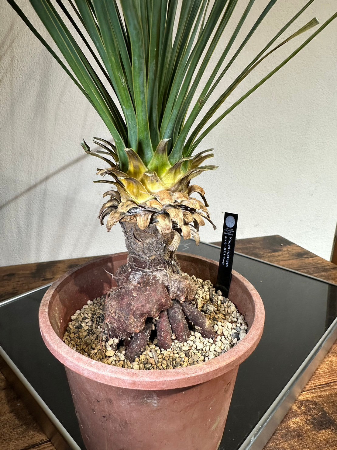 ユッカ ロストラータ 003【幹立ち】 Yucca Rostrata | Sunny Branch