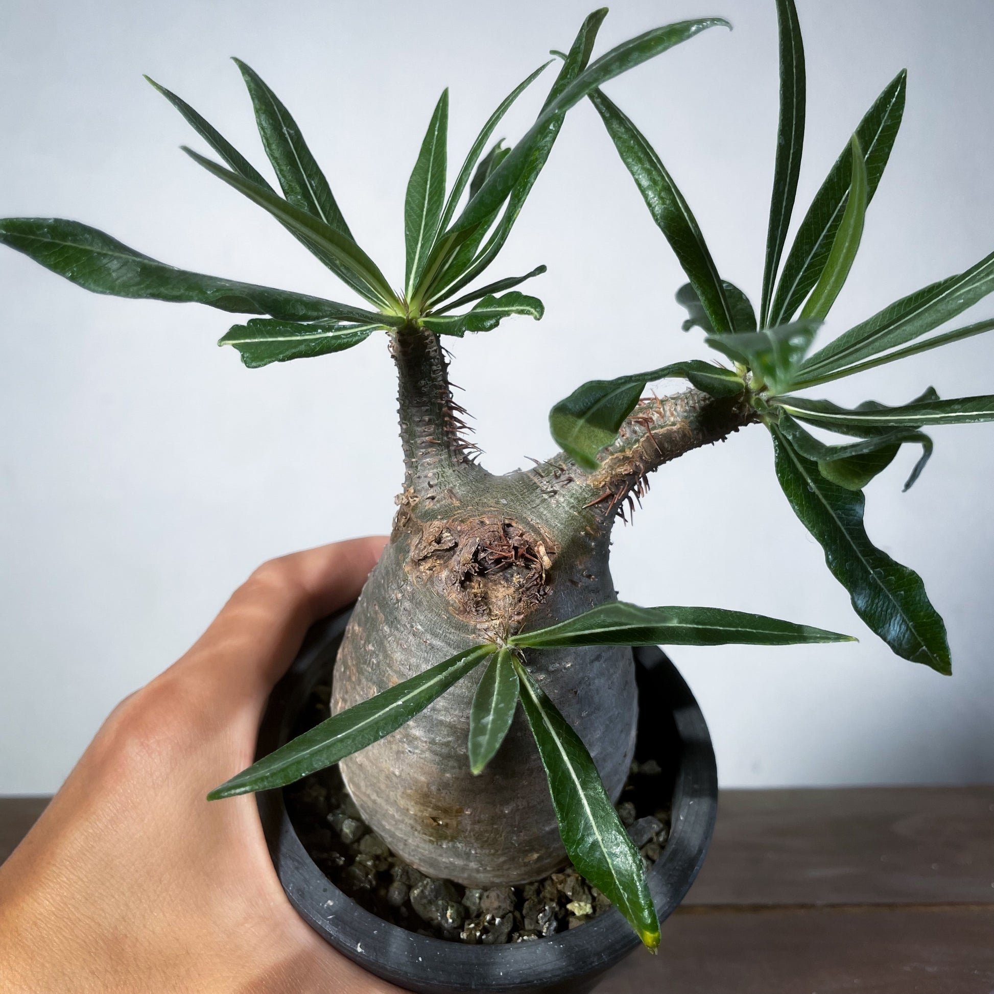 1点物】パキポディウム グラキリス | P-16 ※キズあり – LAND KNOT PLANTS