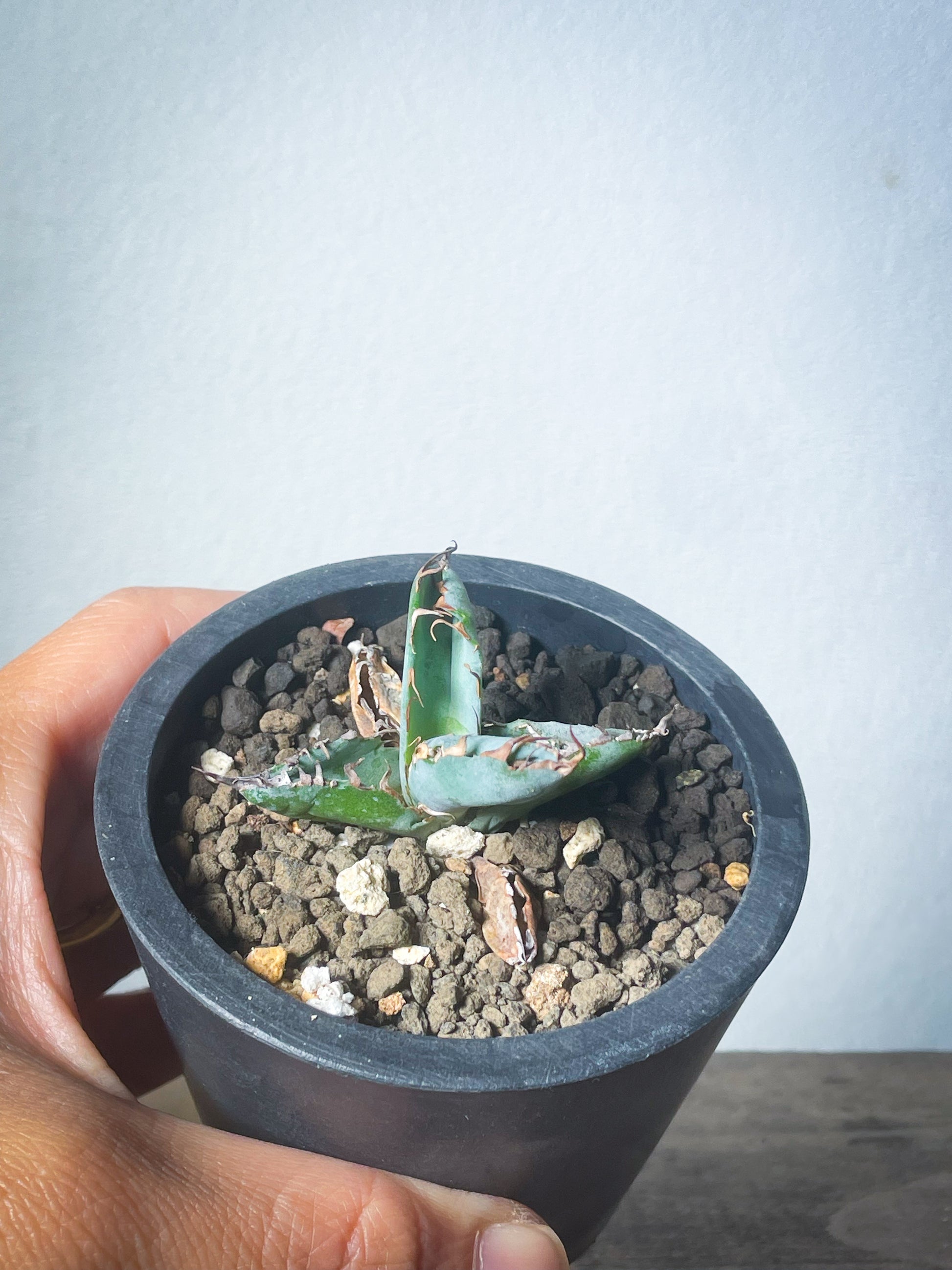 アガベ チタノタブルー /Agave titanota 'Blue' – LAND KNOT PLANTS