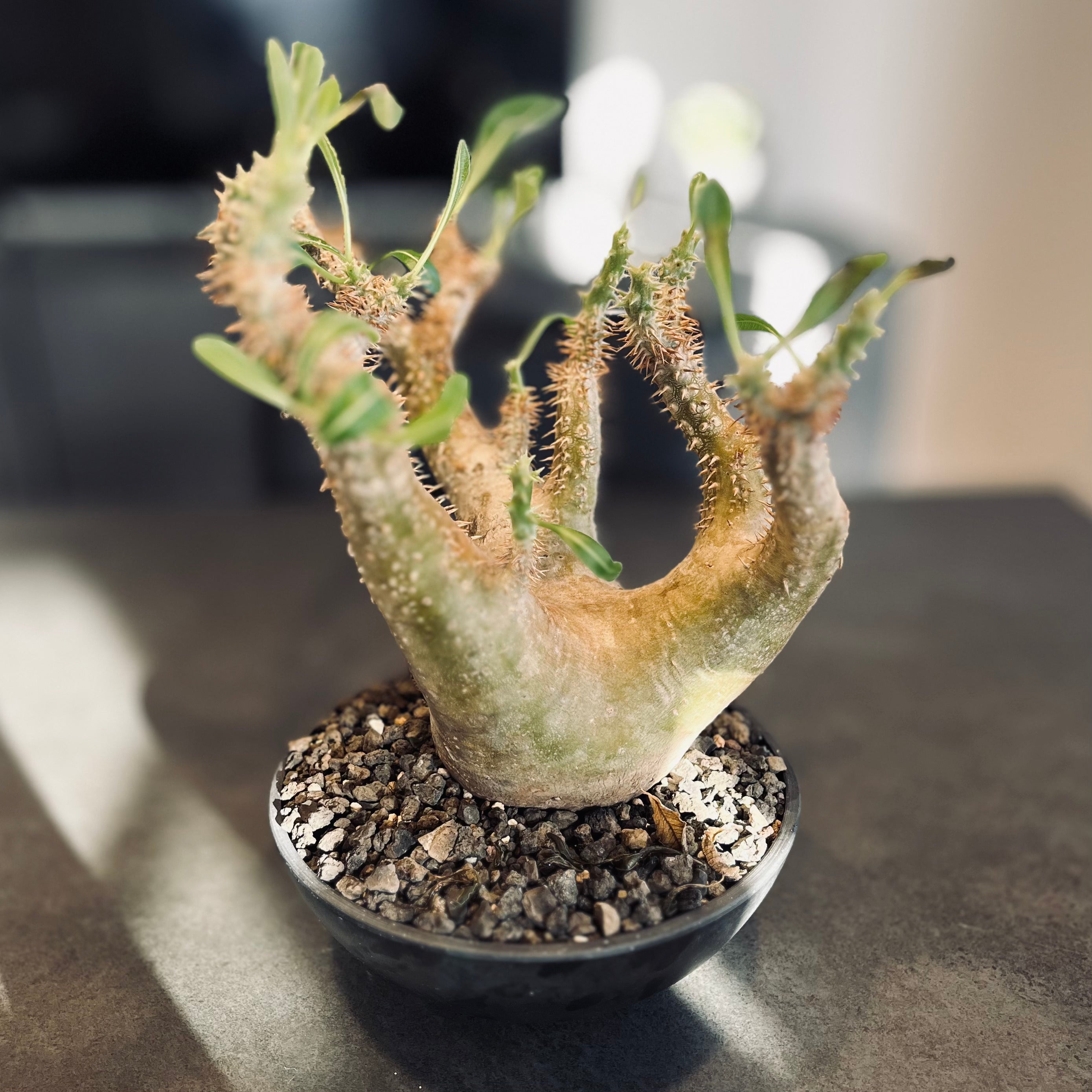 良型 手乗りサイズ パキポディウムグラキリス 発根済み 現地球