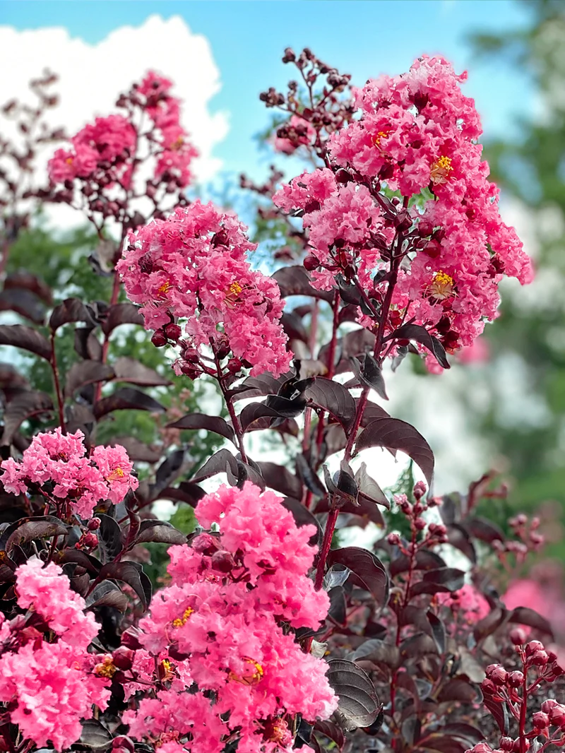 Black Diamond Shell Pink Crape Myrtle (Lagerstroemia Black Diamond