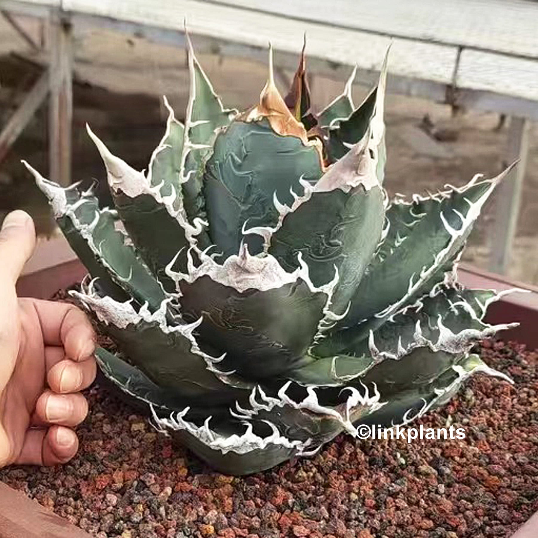 発根済 アガベ スーパーチタノタ cactus green カクタスグリーン 8