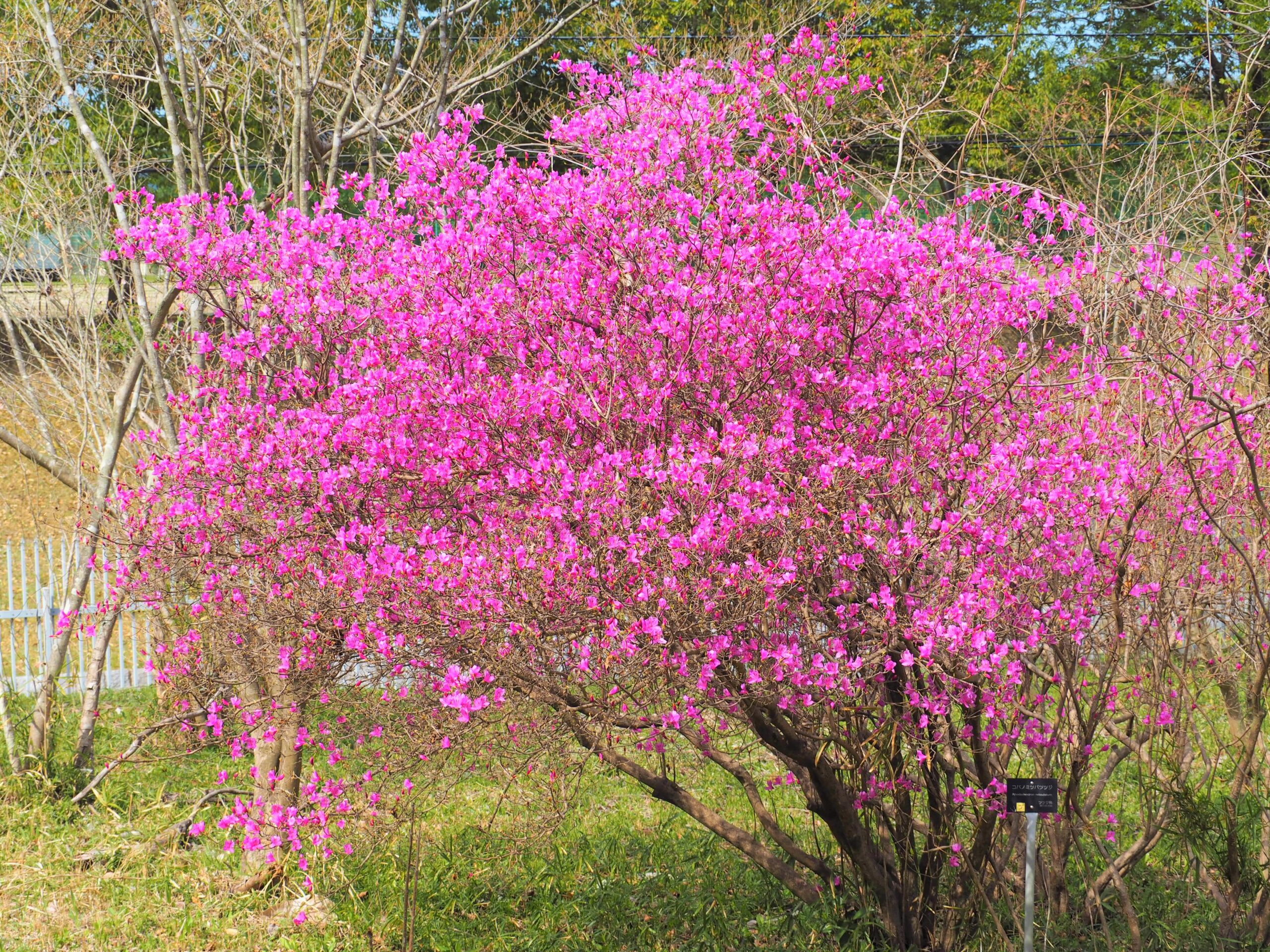 中木】 ミツバツツジ Rhododendron dilatatum 〈落葉広葉樹〉 | リア