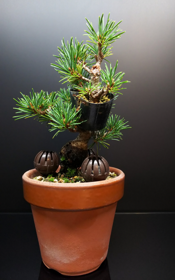 五葉松、古葉切りと初めての姿出し : Bon Bonsai