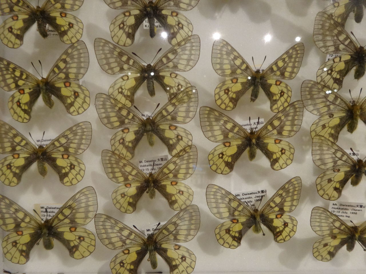 珠玉の昆虫標本特別展 : 蝶と共に暮らす部屋