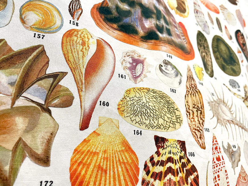 貝に沼る —日本の貝類学研究300年史—」大阪市立自然史博物館 【貝千種