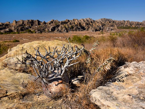 パキポディウム・グラキリスの自生地、マダガスカル南西部（イサロ国立