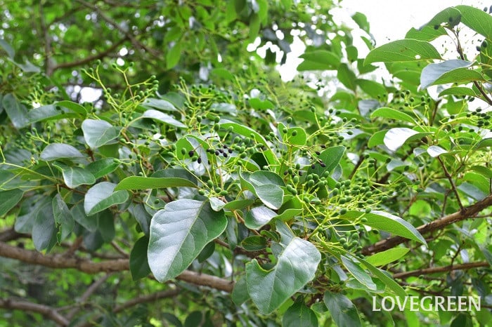 ヒトツバタゴ（ナンジャモンジャの木）の育て方・栽培方法 | LOVEGREEN