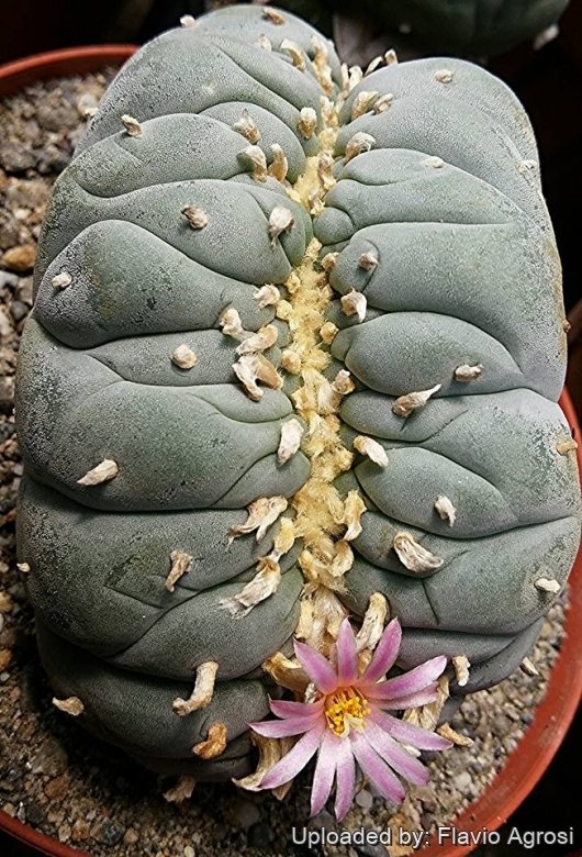 Lophophora fricii f. cristata