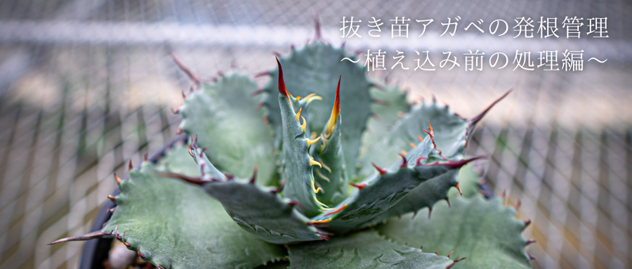 抜き苗アガベの発根管理～植え込み前の処理編～ | mana's green