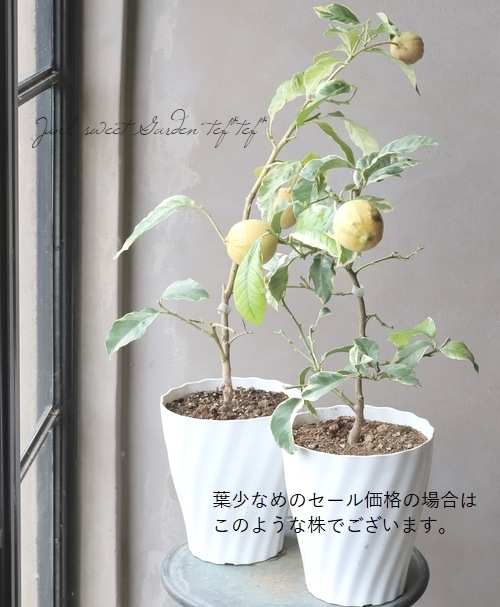 果樹】 斑入り葉レモン 『ピンクレモネード』 | すべての商品 | | Junk