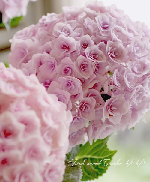 即購入ok hydrangea 様 Hydrangea<BR><BR>寄せ植えにも＾＾<BR>色変わりする紫陽花<BR