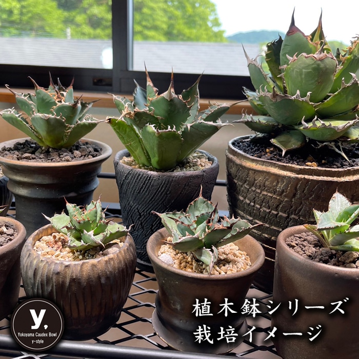 手作植木鉢 LLL サイズ 検（ 塊根植物 グラキリス パキプス アガベ)