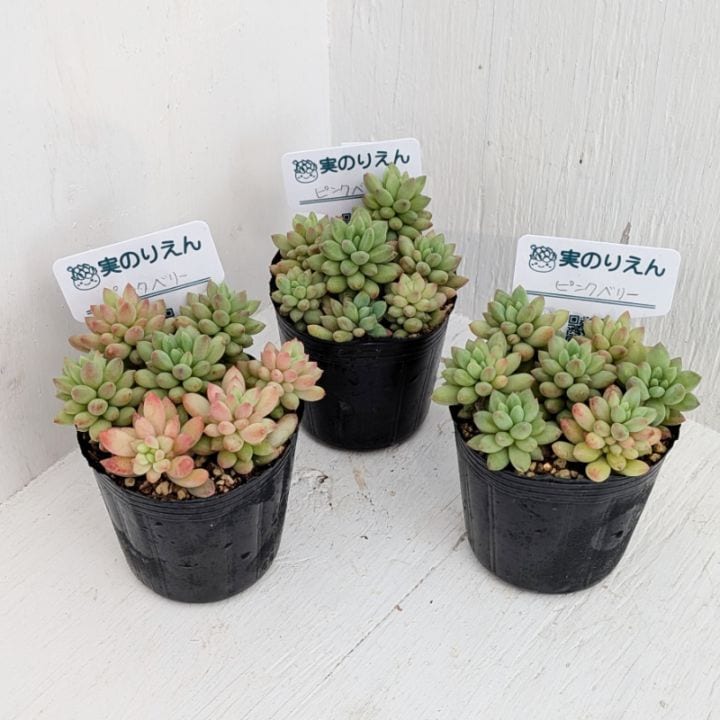 ロッティ | セダム | 多肉植物の専門通販サイト｜実のりえん