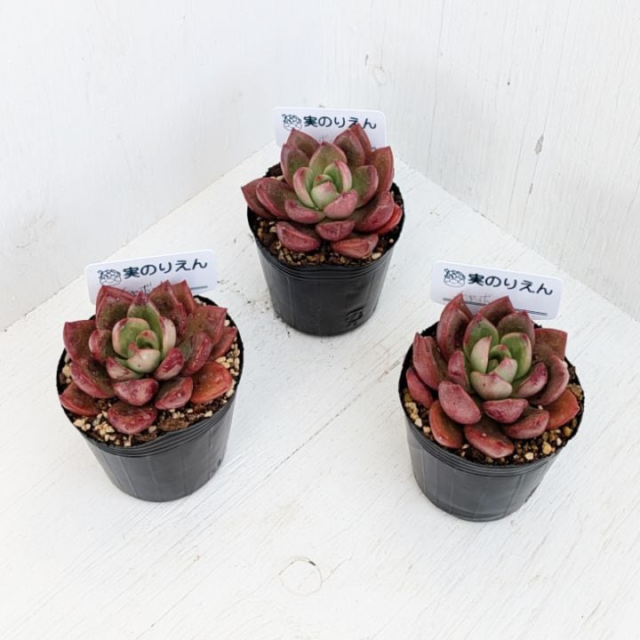 エケベリア | 多肉植物の専門通販サイト｜実のりえん
