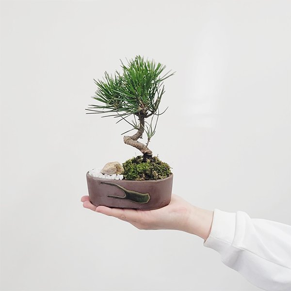 ミニ景色盆栽：三河黒松*（瀬戸焼楕円鉢）＜数量限定＞ bonsai | ミニ