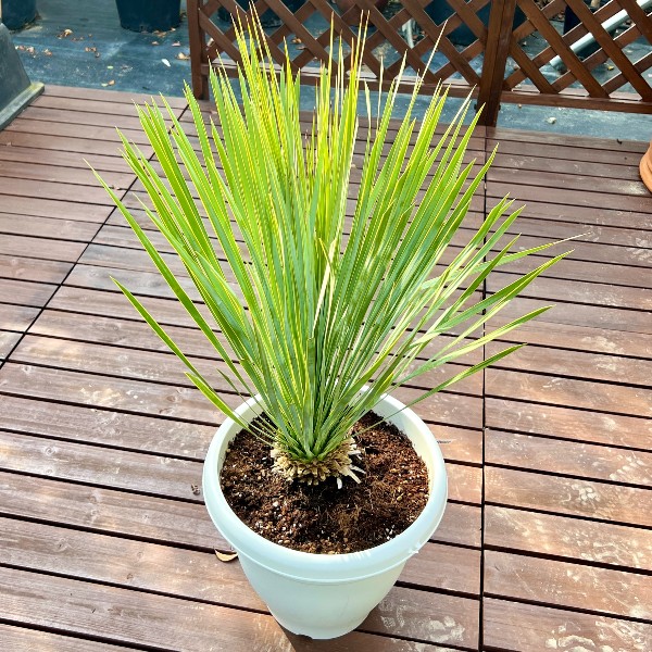 おしゃれ 観葉植物：ユッカ ロストラータ*10号 Yucca rostrata | 新着