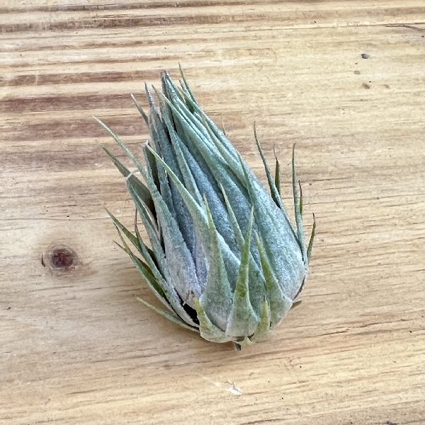 ブロメリア・エアープランツ Tillandsia kautskyi Tillandsia kautskyi