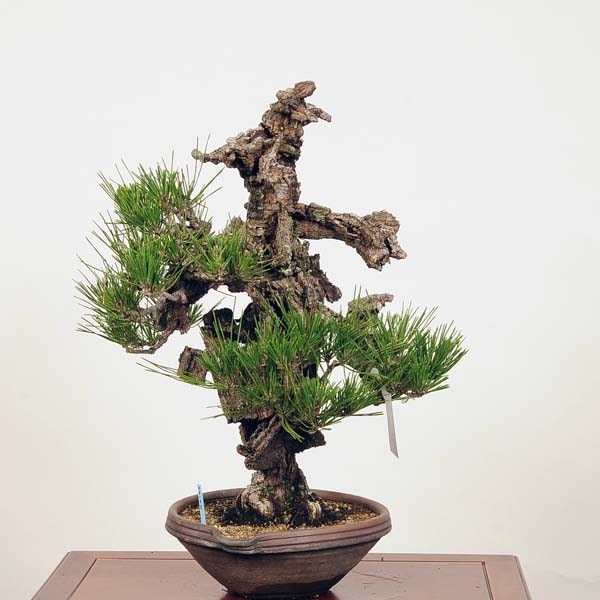 盆栽：錦松 現品*にしきまつnisikiニシキマツ中品盆栽貴風盆栽大品盆栽