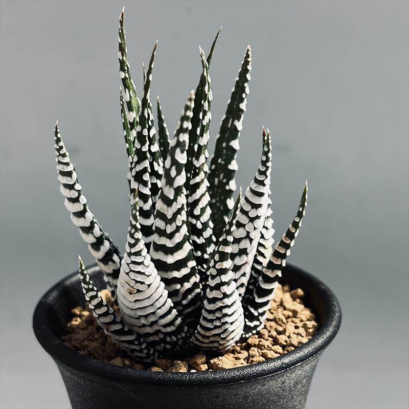 多肉植物：ハオルチア 十二の巻 ゼブラ*幅6cm | サボテン＆多肉植物