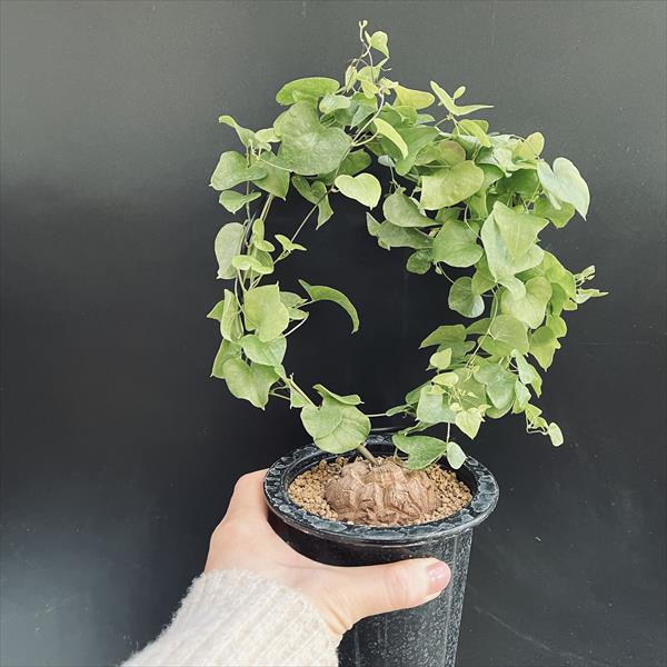 コーデックス：アフリカ亀甲竜*塊根幅5cm | サボテン＆多肉植物