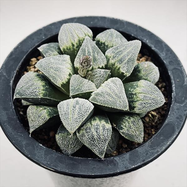 多肉植物：ハオルチア クリスティーB*幅8cm 現品！一品限り