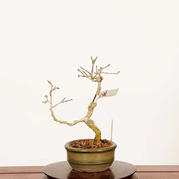 盆栽：におい楓 現品*一点物 かえで カエデ Kaede bonsai Premna