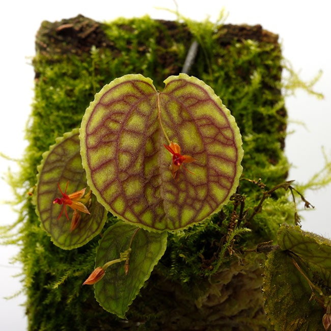 Lepanthes tentaculata [ レパンテス・テンタキュラータ ] 【 PN240116
