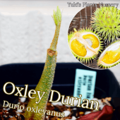 ドリアン・Durio苗 熱帯果樹苗販売・通販ならユーキーズ