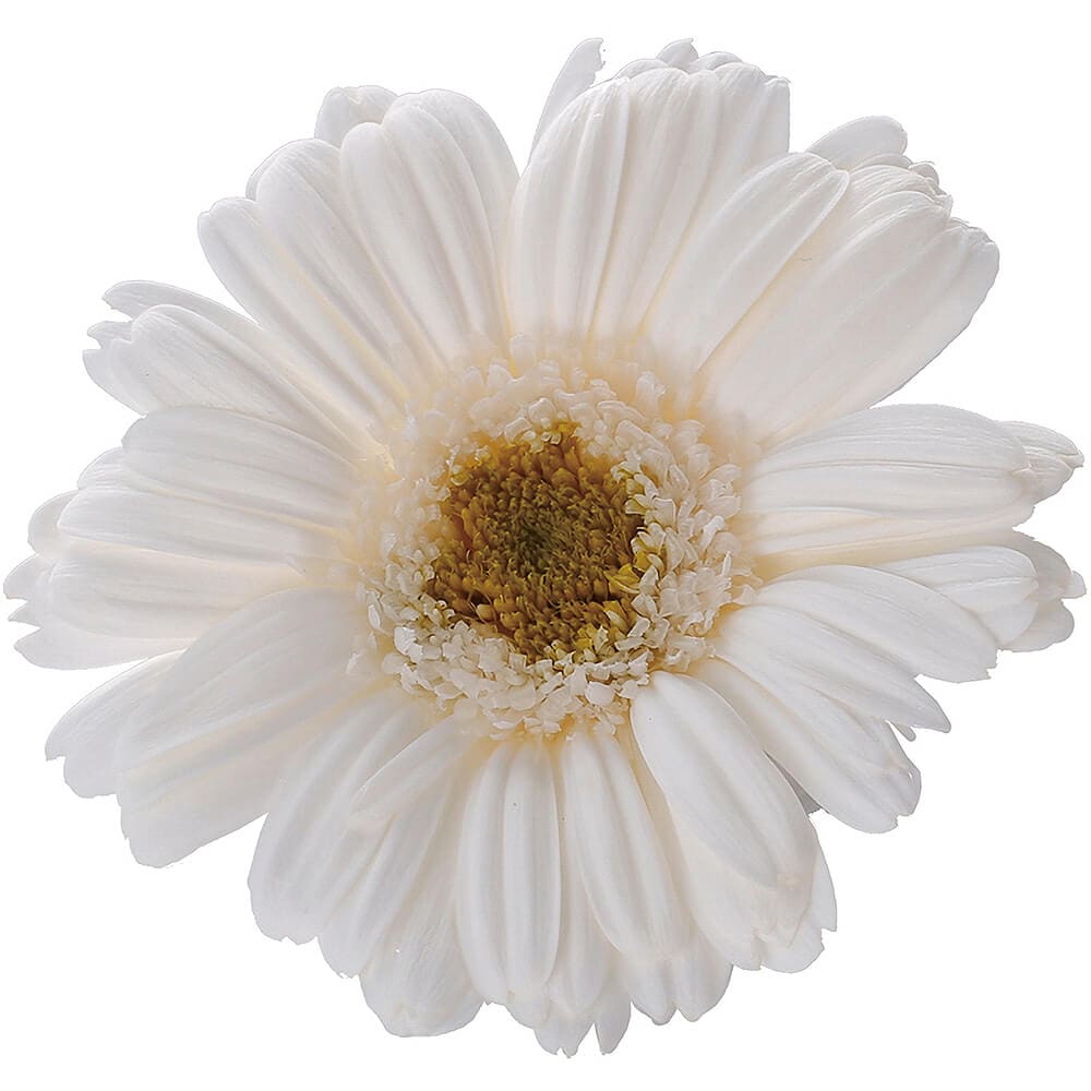 ガーベラ 白 9輪 大地農園 DO003170-015【プリザーブドフラワー】通販