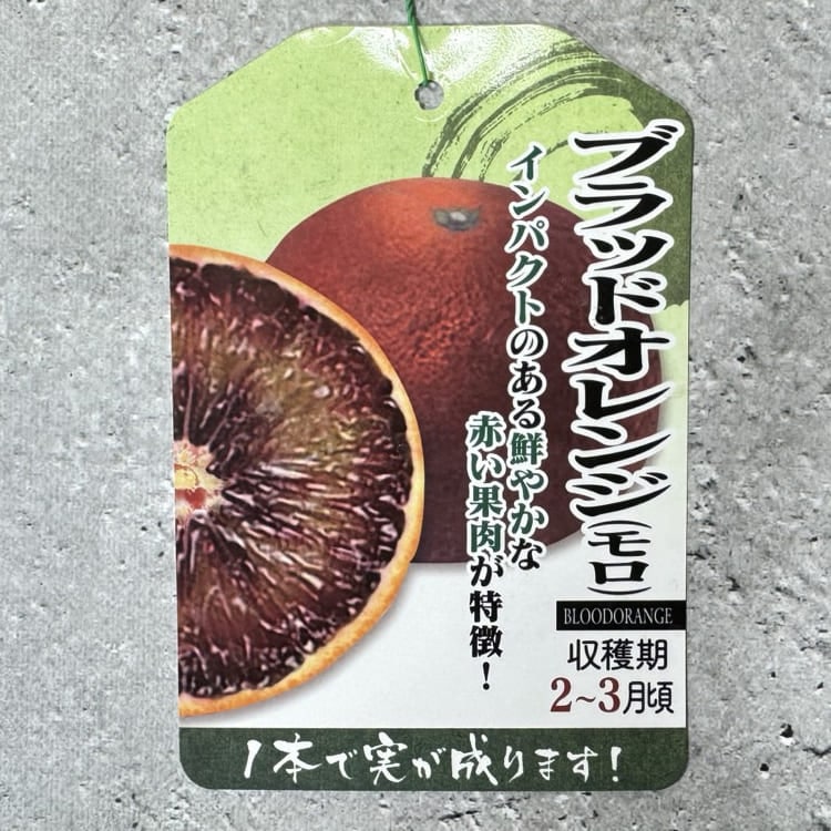 ブラッドオレンジ 「モロ」 鉢（直径約17cm） 果樹 苗 苗木 通販 greenery