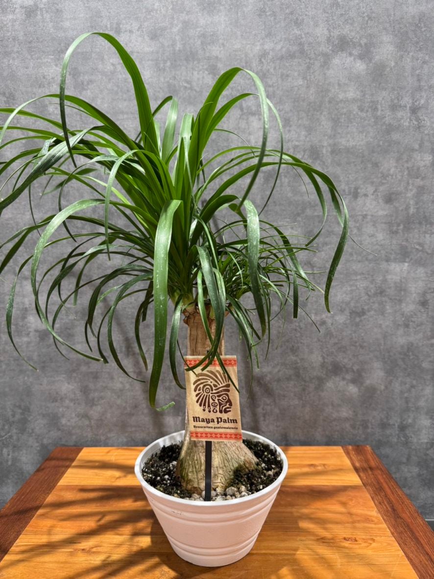 トックリラン・ポニーテール | 観葉植物 | 観葉植物通販