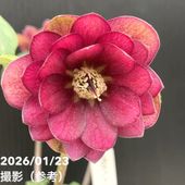 一点物】加藤農園 クリスマスローズ ゴールドモーリー 4.5号（KT43