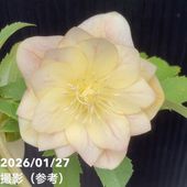 お買い得一点物咲き進み株】加藤農園 クリスマスローズ アフロディーテ
