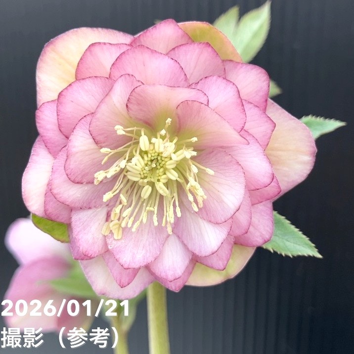 かぁむぅ様ご購入苗㉖-108㉖-133クリスマスローズ かぁむぅ様ご購入苗