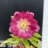 お買い得一点物咲き進み株】加藤農園 艶々系クリスマスローズ キラメキ