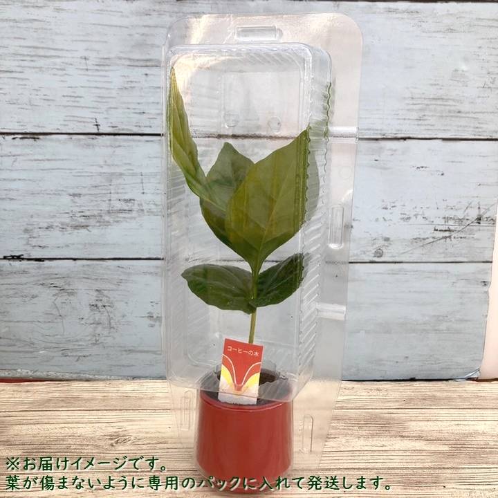 コーヒーの木 2号 10鉢セット｜観葉02-D2 | 観葉・多肉,コーヒーの木